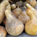 Dried gourd shown laying in a pile. They are dried and uncleaned. 
